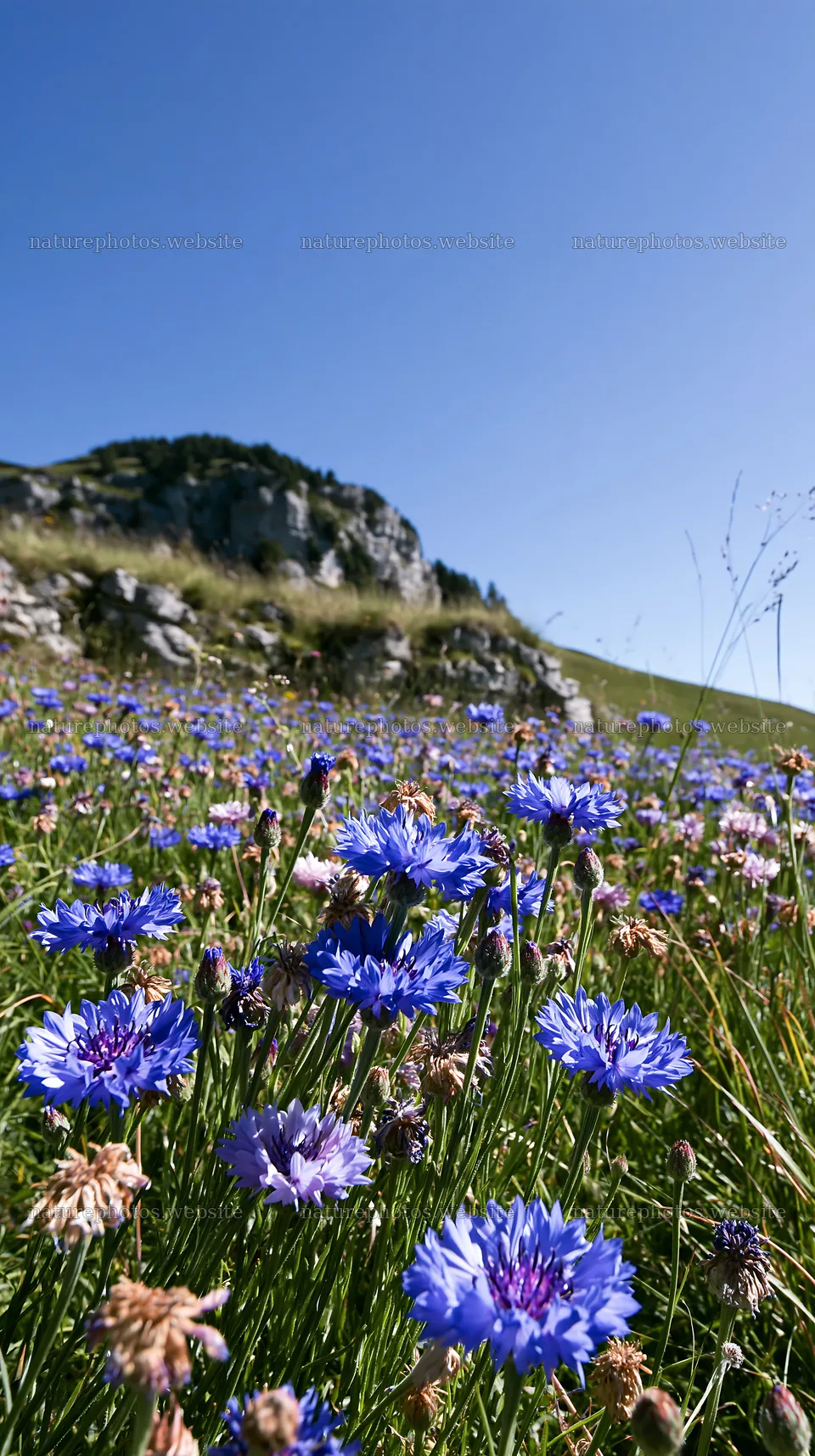 Vibrant cornflower meadow under a clear blue sky in daylight – nature photos 5938x10608