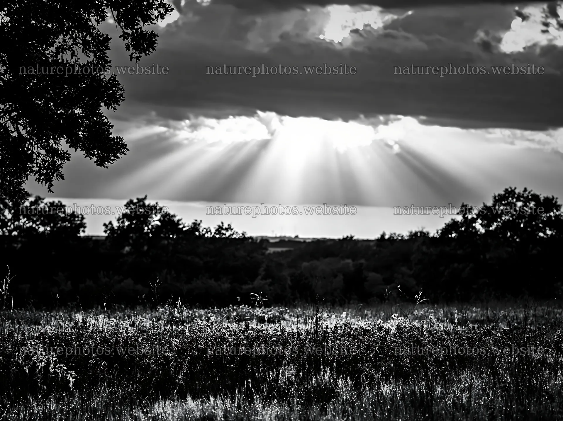 Crepuscular rays shine over a meadow under cloudy skies – nature photos 9174x6866