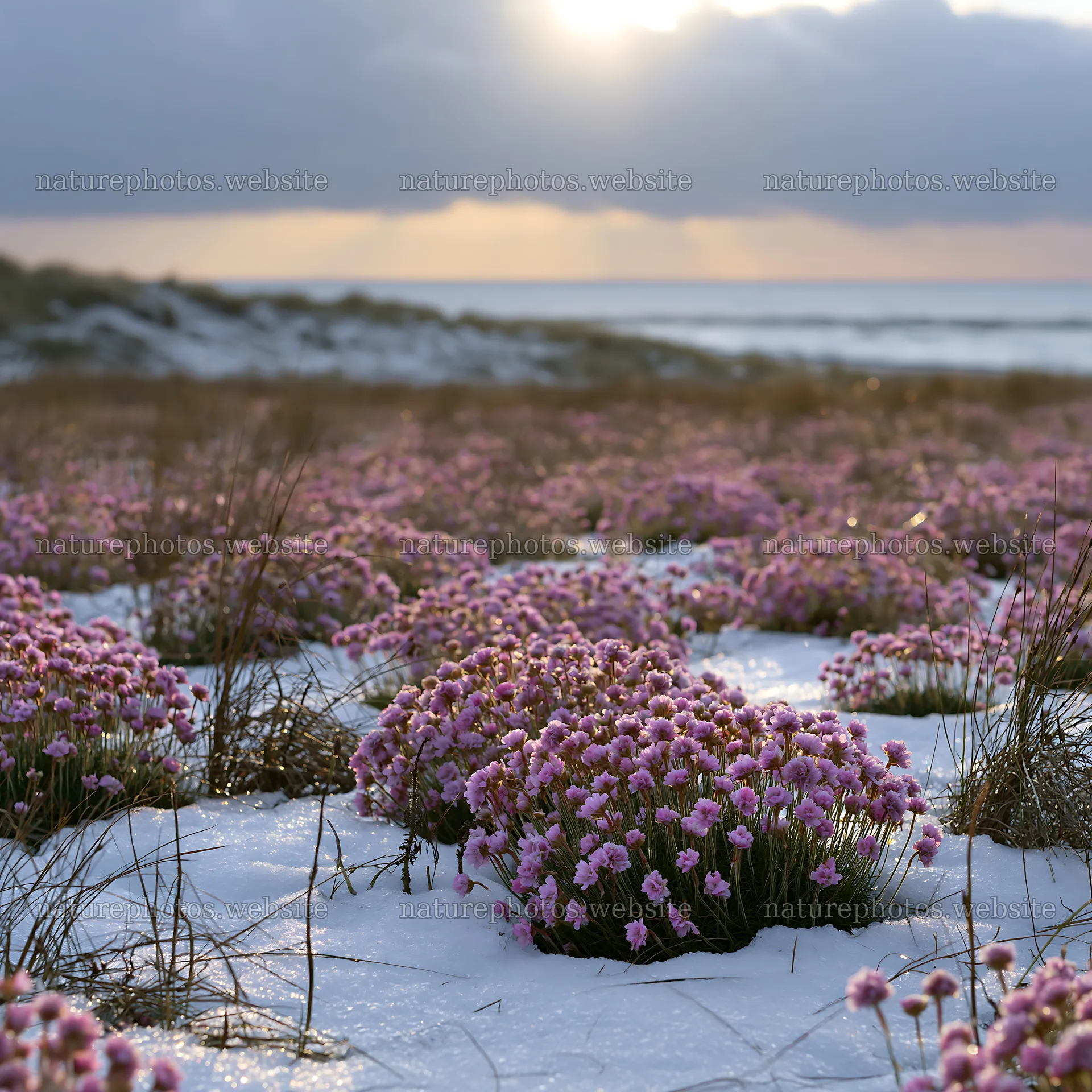 Dune meadow with pink flowers amidst snow at sunset – nature photos 7938x7938