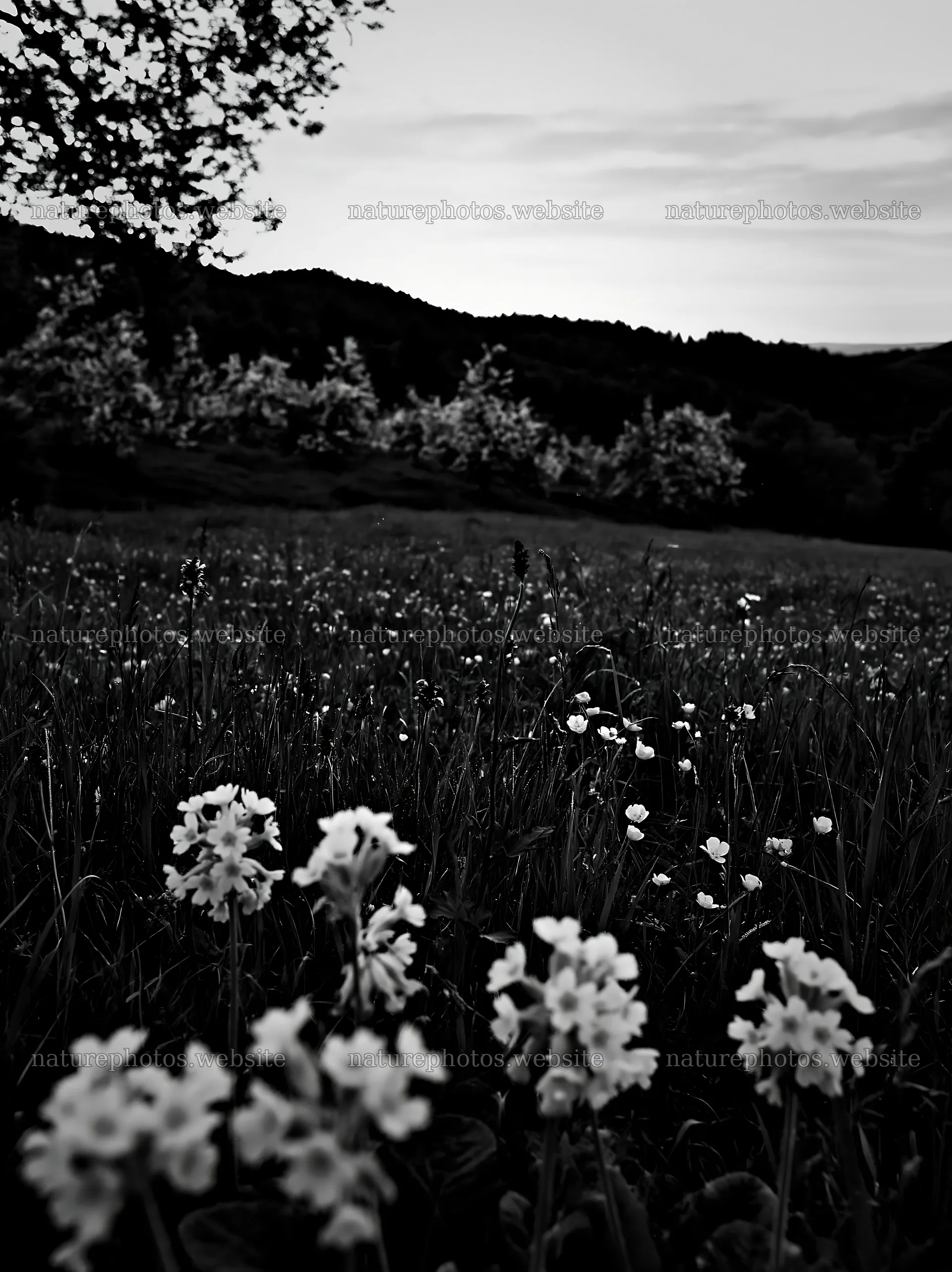 Apple meadow at sunset with flowers and mountains in background – nature photos 6866x9174