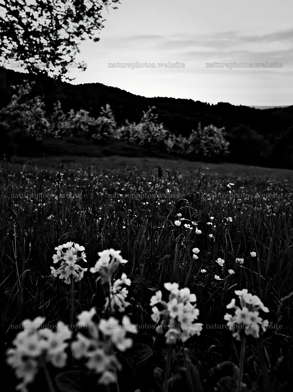 Apple meadow at sunset with flowers and mountains in background – nature photos 6866x9174