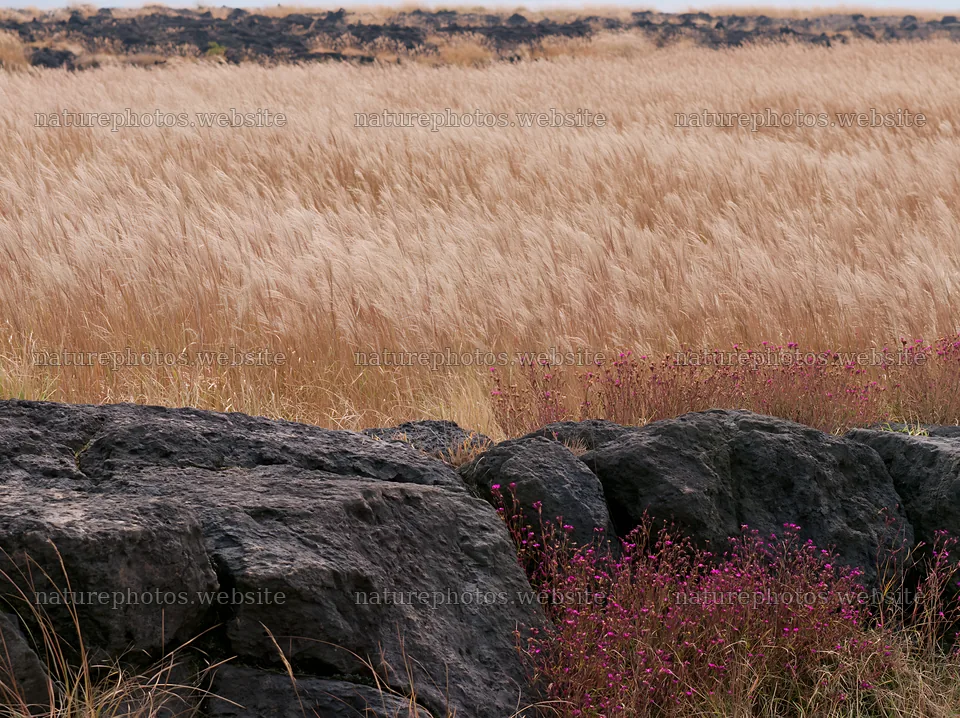 Kumamoto volcanic meadow dark rock foreground with grass and flowers – nature photos 9174x6866