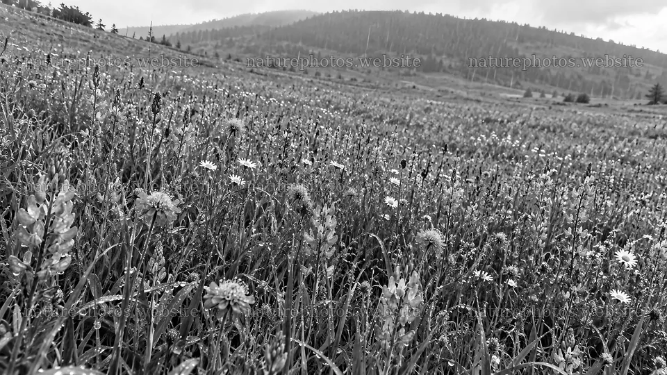 Wildflower Meadow Across Rolling Hills – nature photos 10324x5812