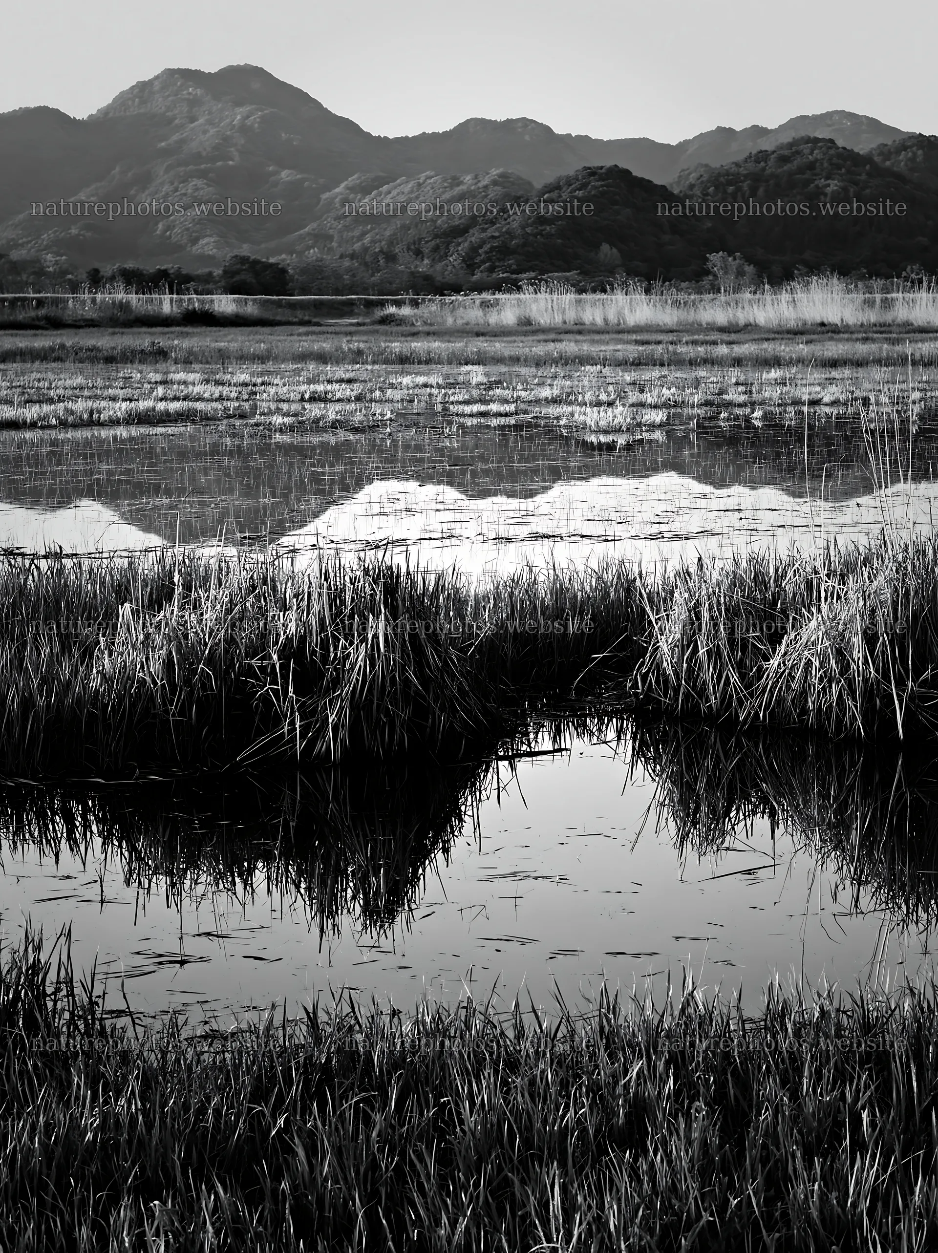 Shiga wetland meadow climate adaptation reeds reflect in water – nature photos 6866x9174