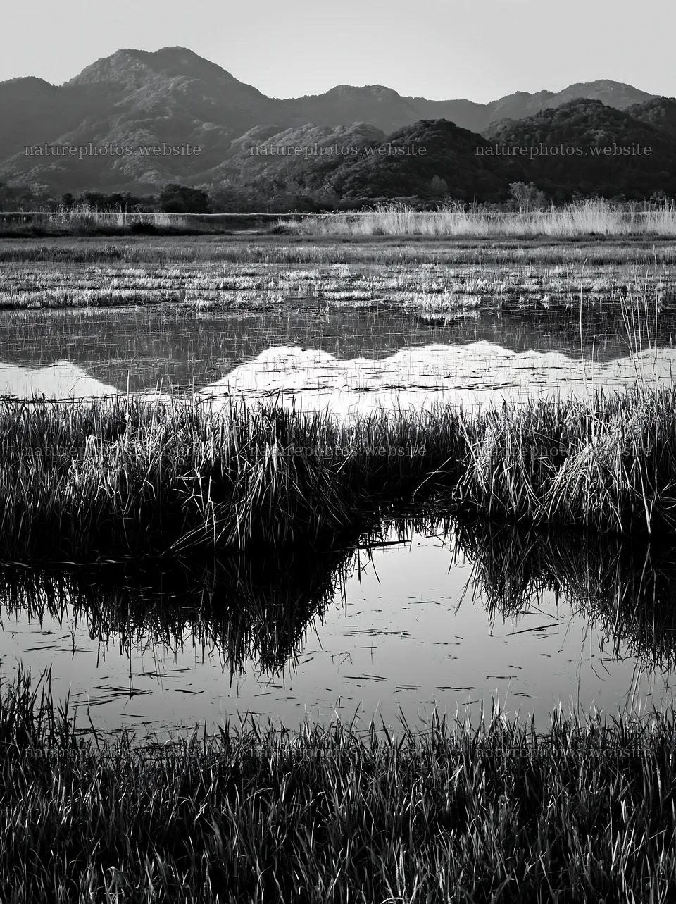 Shiga wetland meadow climate adaptation reeds reflect in water – nature photos 6866x9174