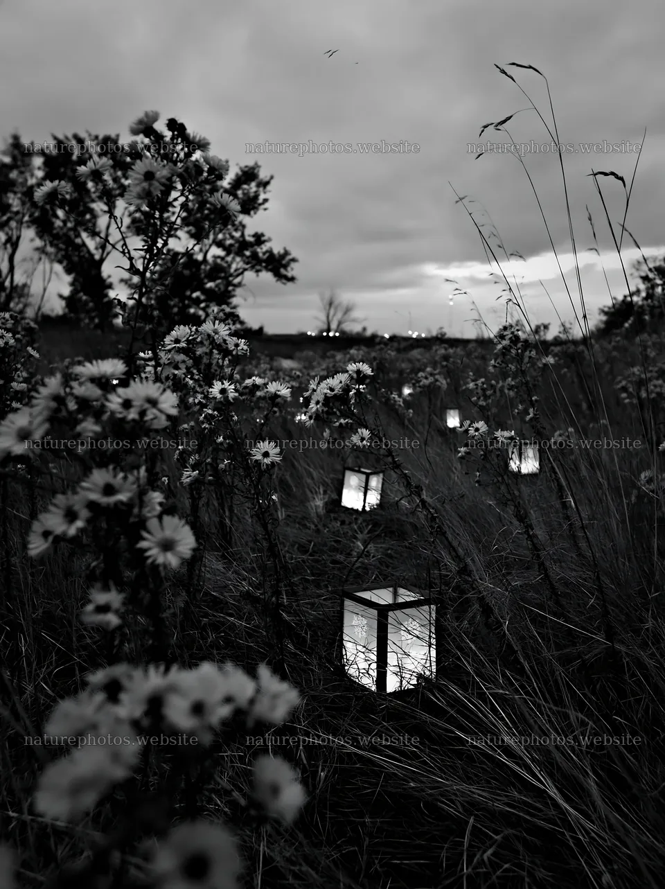 Christmas lanterns beside stream in meadow at dusk – nature photos 6866x9174