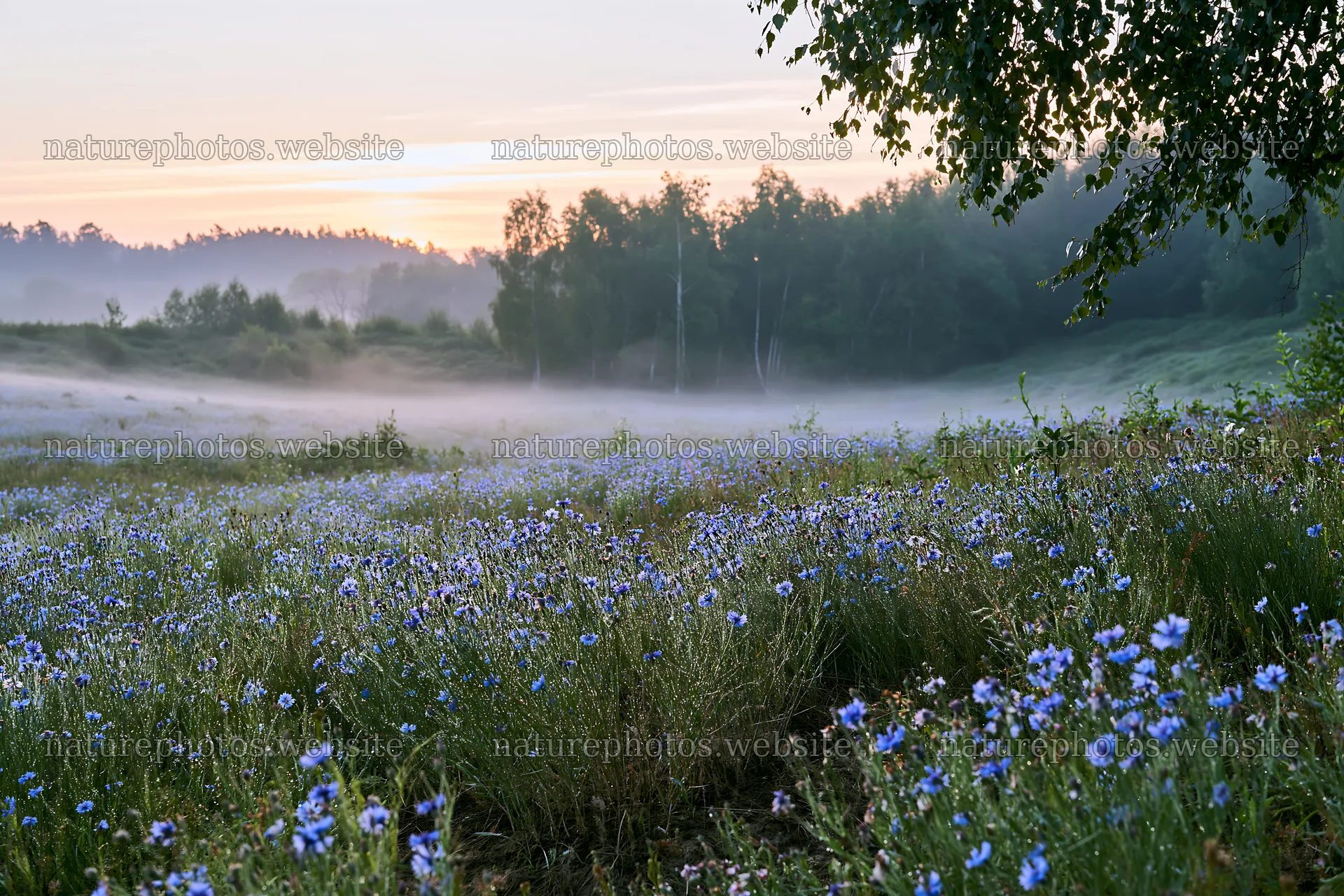 Cornflower meadow at sunrise with mist and trees in background – nature photos 9722x6480