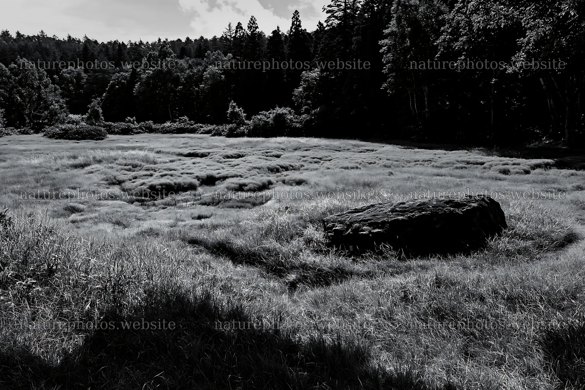 Aomori climate resilient meadow with boulder surrounded by trees – nature photos 9722x6480