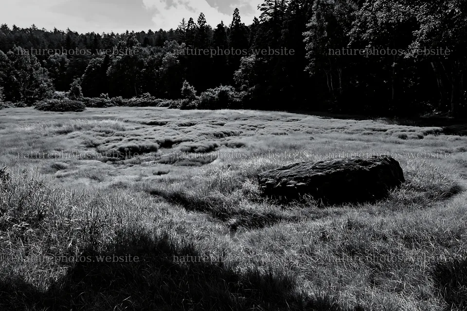 Aomori climate resilient meadow with boulder surrounded by trees – nature photos 9722x6480