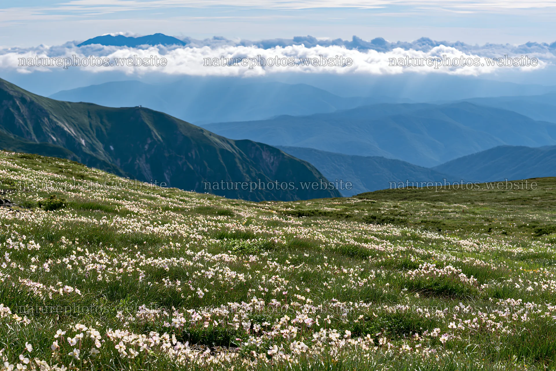 Daisetsuzan alpine meadow with light rays and cloud layers – nature photos 9722x6480