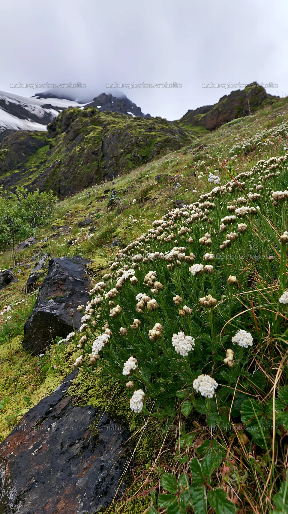 Yarrow meadow bloom on rocky slope under cloudy sky – nature photos 5938x10608