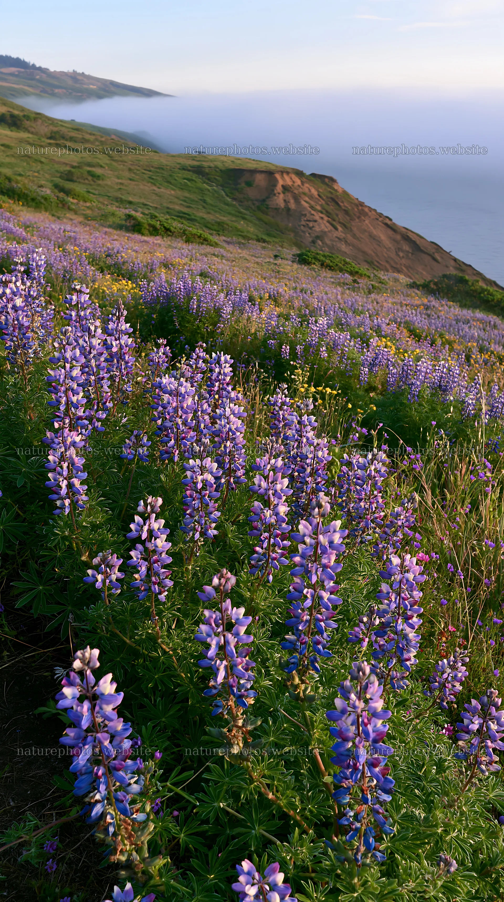 Colorful lupine meadow on a coastal hillside – nature photos 5938x10608