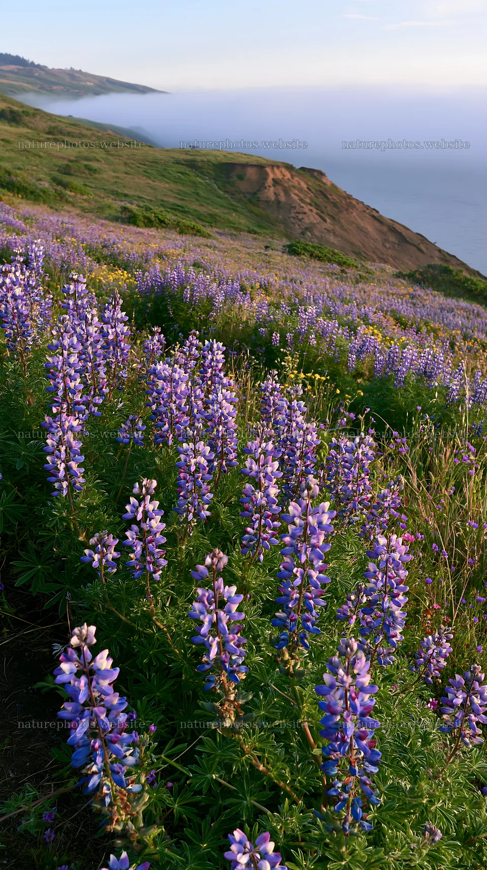 Colorful lupine meadow on a coastal hillside – nature photos 5938x10608