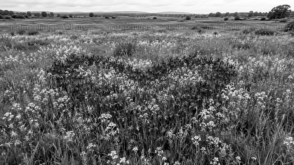 Heart-Shaped Flower Patch in a Meadow – nature photos 10324x5812