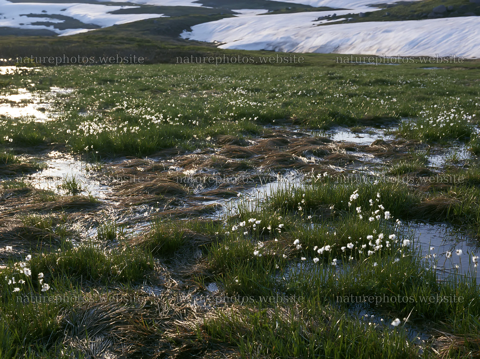 Akita snowmelt meadow with silver grasses and water reflections – nature photos 9174x6866