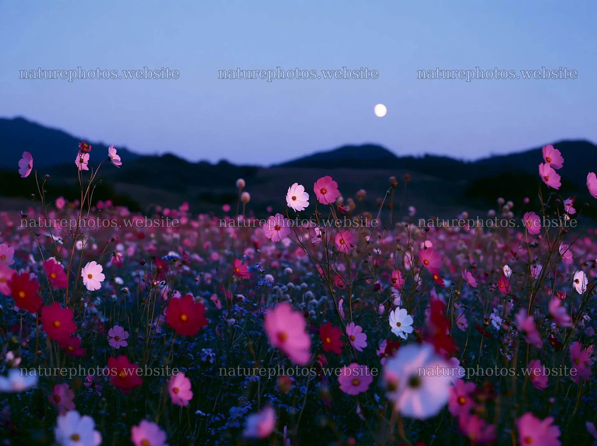 Colorful cosmos meadow under moonlight in the evening – nature photos 9174x6866
