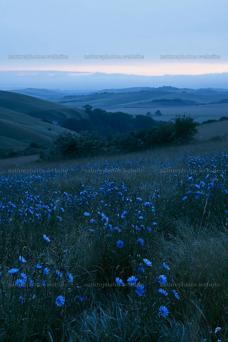 Sainfoin and chicory meadow at dusk with rolling hills – nature photos 6480x9722