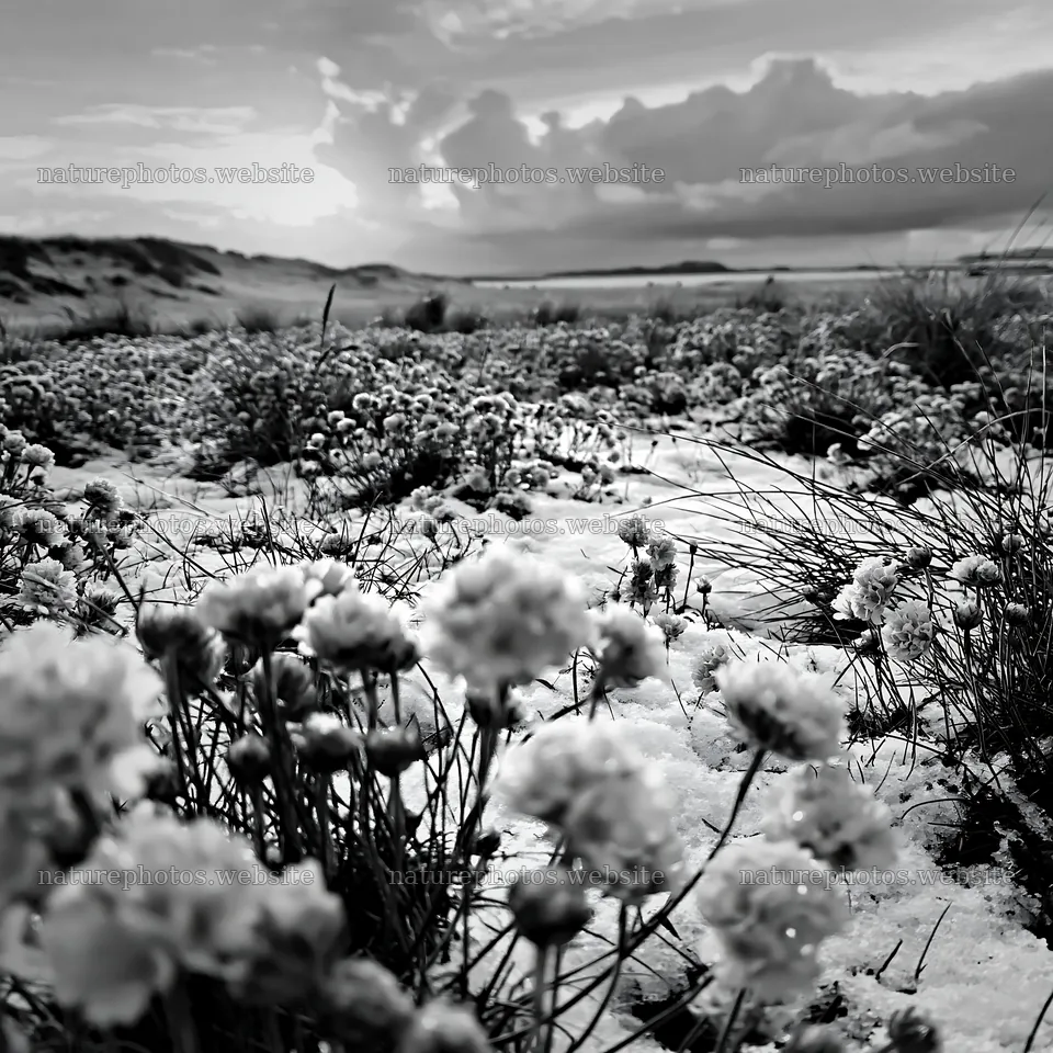 Dune meadow snow with pink flowers and sunset – nature photos 7938x7938