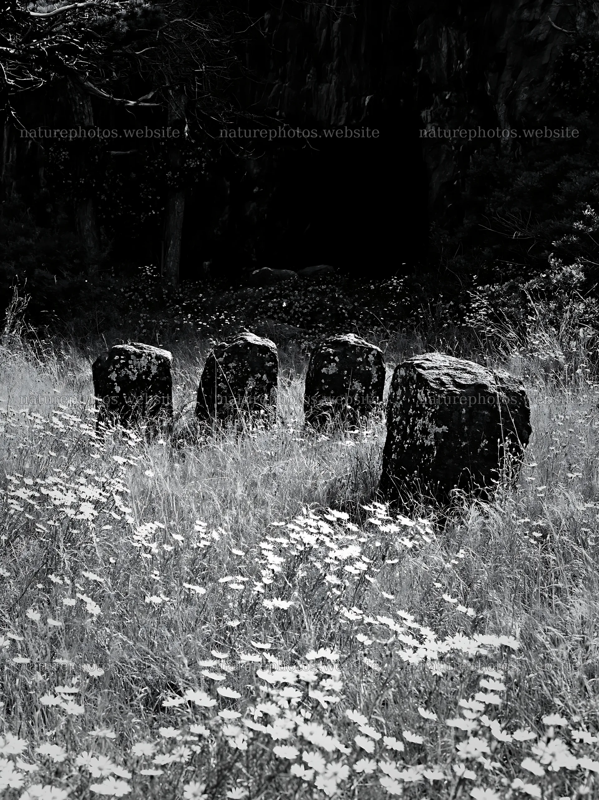 Christmas wreaths in meadow by cave – nature photos 6866x9174