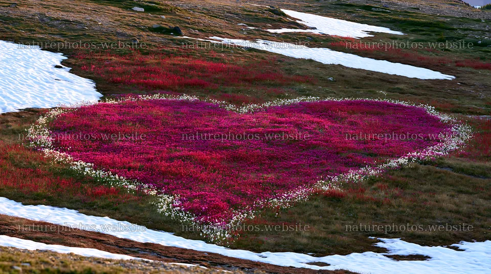 Heart-shaped blossoms in a winter meadow at Banff National Park – nature photos 10608x5938