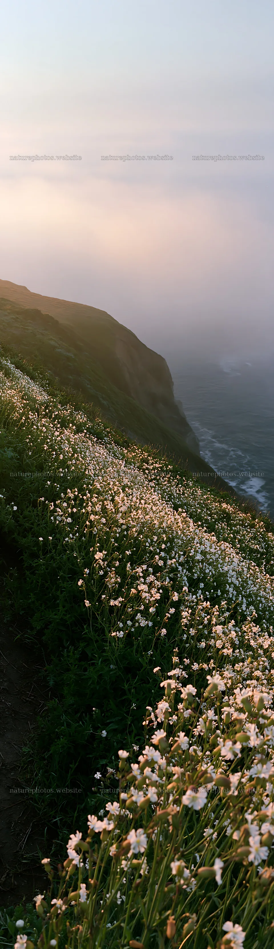 Coastal cliff meadow under soft light in early evening – nature photos 4268x14762