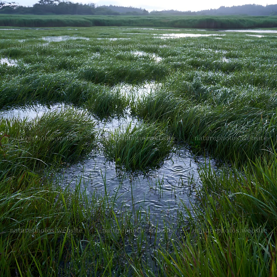 Fukui native grass meadow rain droplets glisten on green blades – nature photos 7938x7938