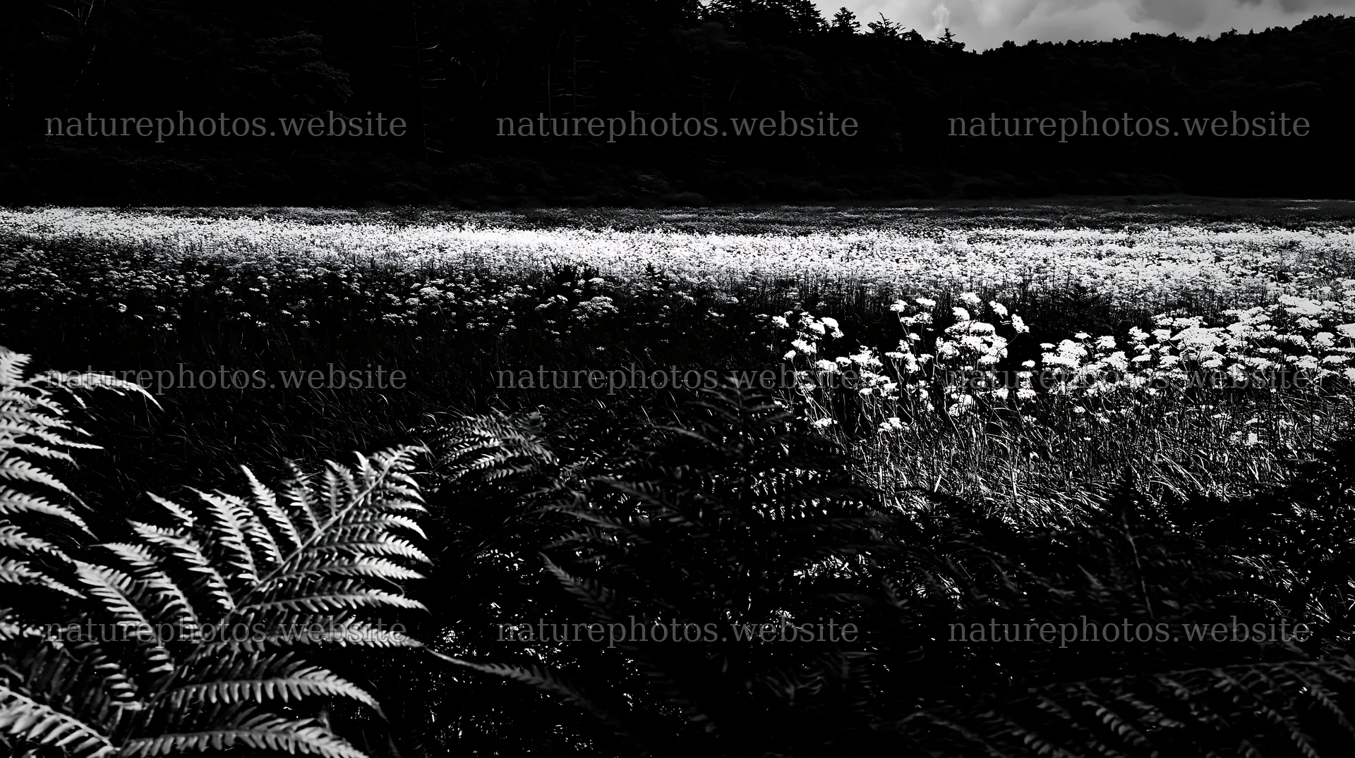 Nara summer meadow with ferns in the foreground – nature photos 10608x5938