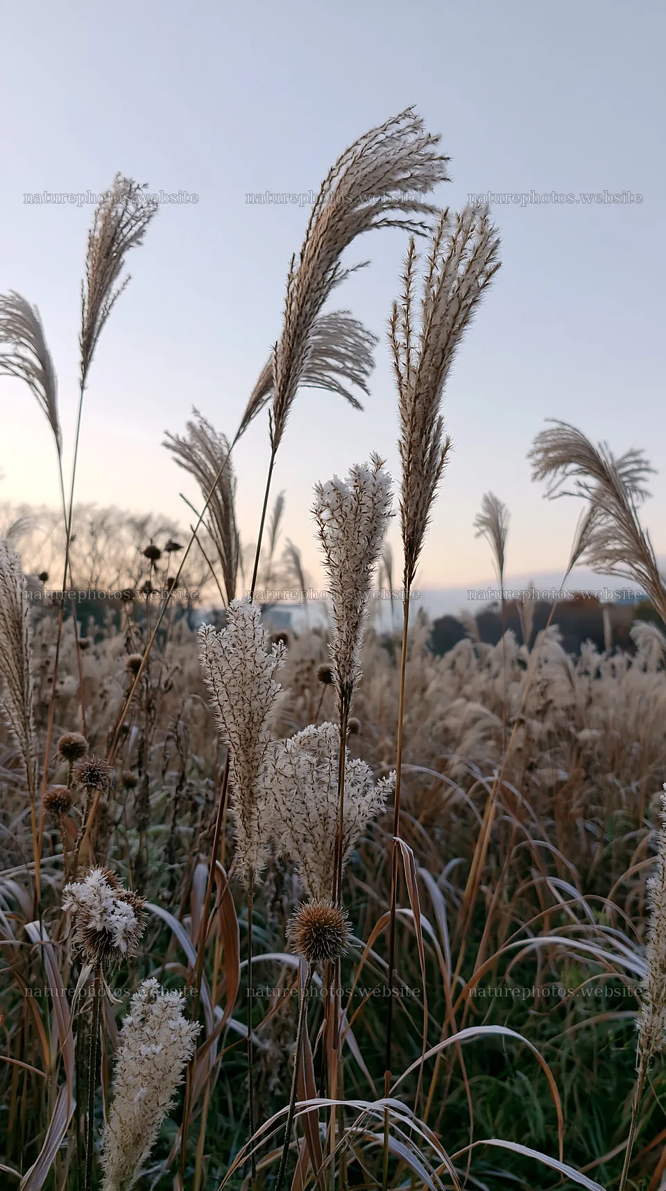 Tokyo urban biodiversity meadow with seedheads at dusk – nature photos 5938x10608