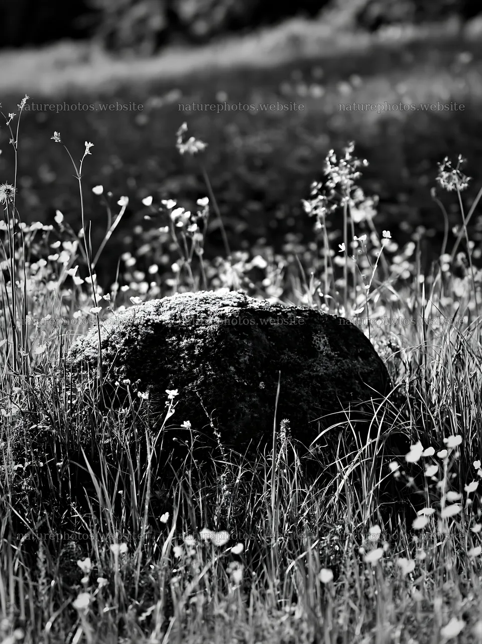 Miyagi spring recovery meadow mossy stone in grassy field – nature photos 6866x9174