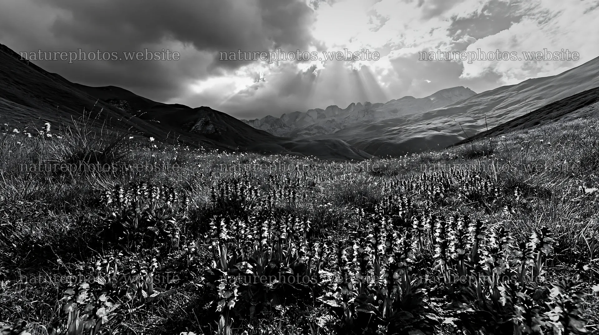Colorful orchid meadow with mountains in the background – nature photos 10608x5938