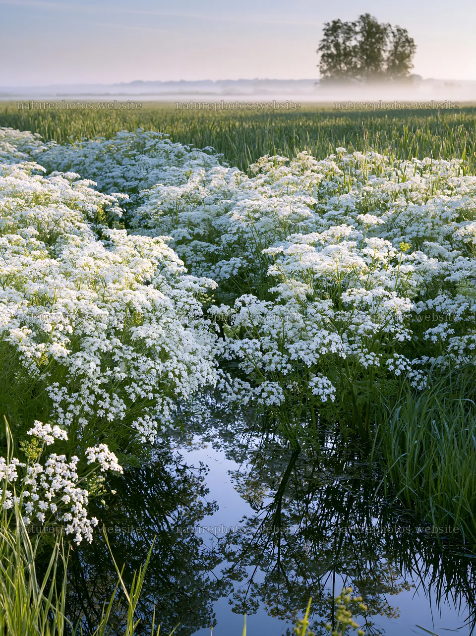 Cow parsley meadow with reflections in water – nature photos 6866x9174