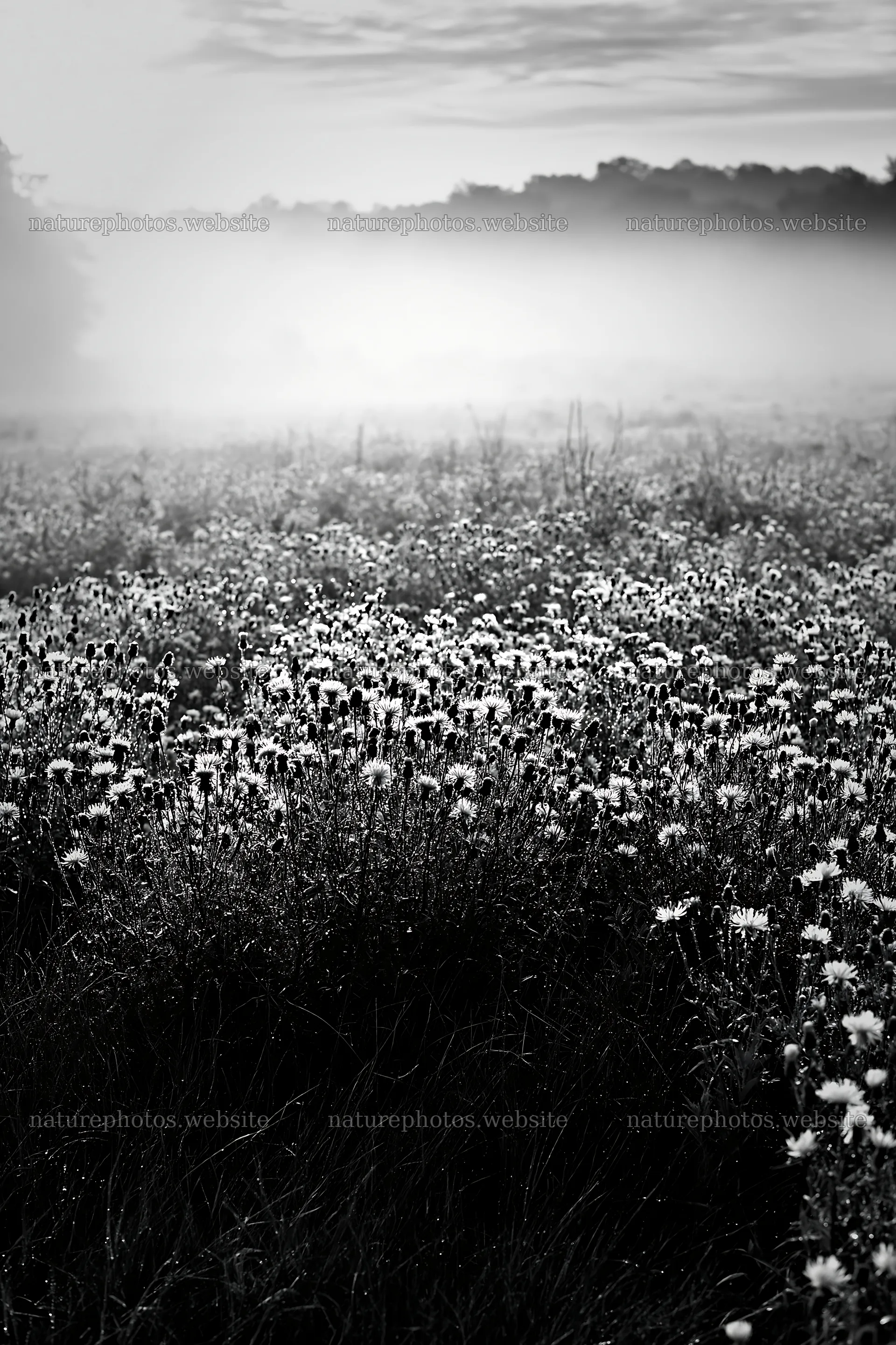 Violet knapweed meadow at sunrise with mist – nature photos 6480x9722