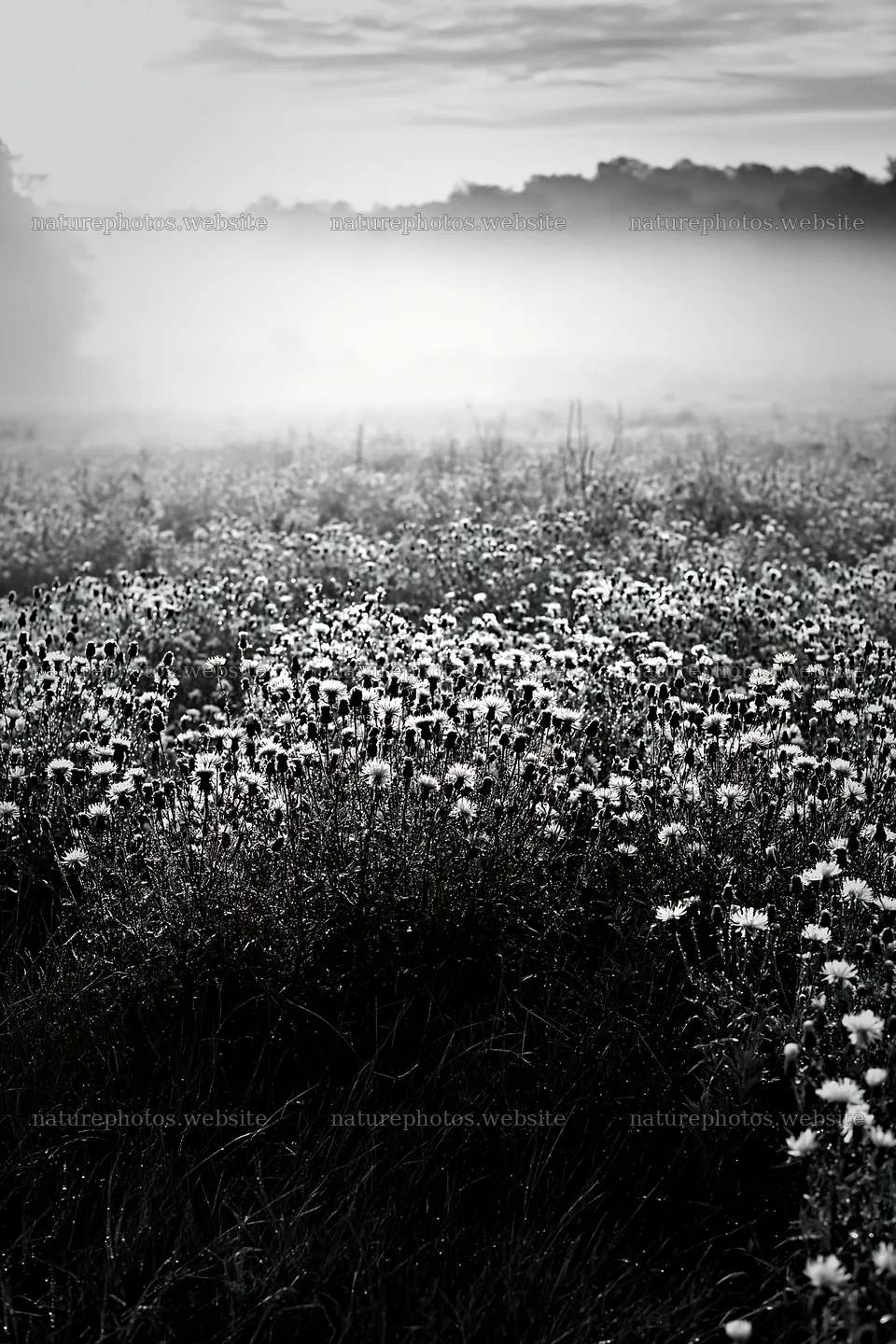 Violet knapweed meadow at sunrise with mist – nature photos 6480x9722
