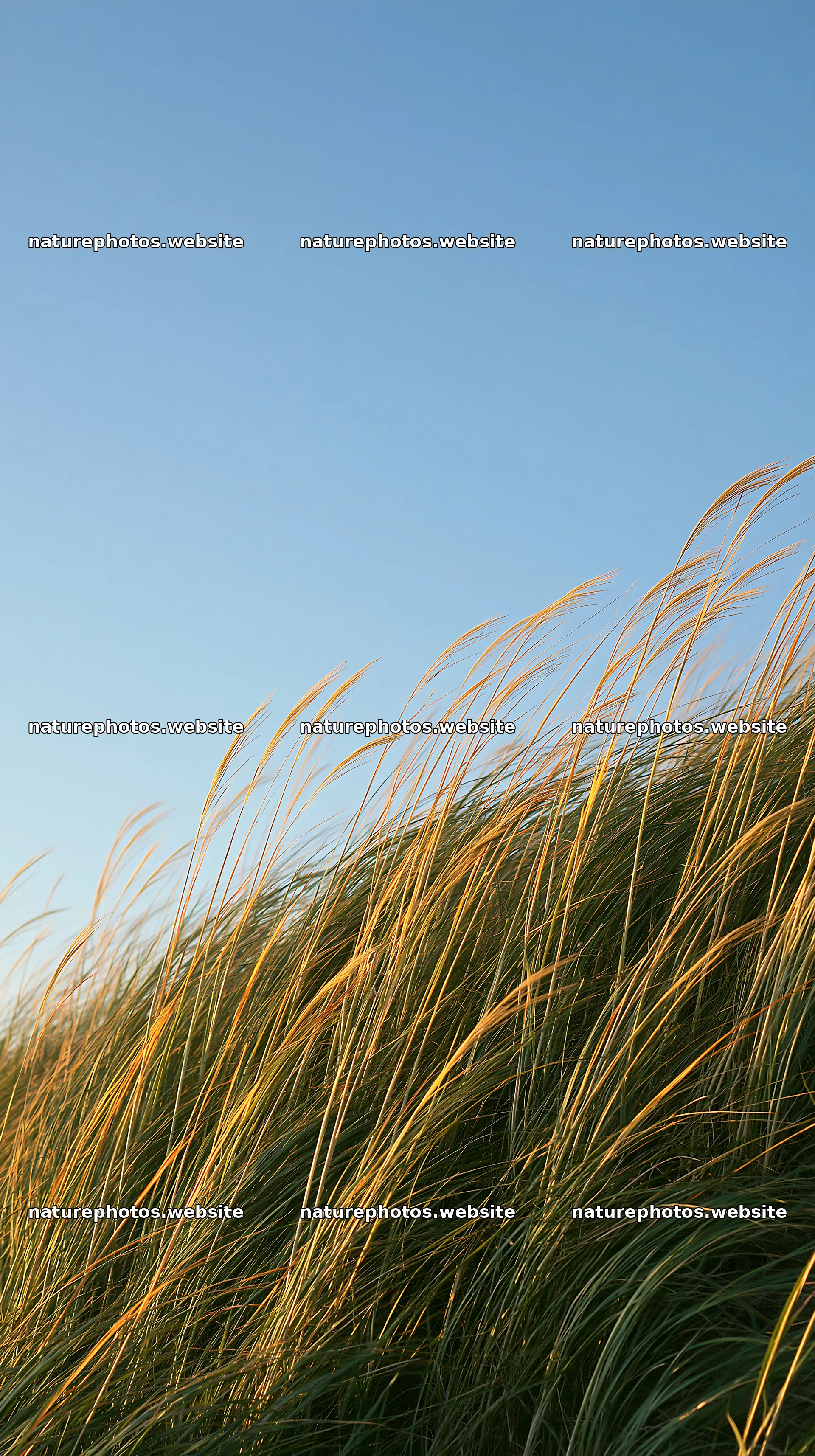 Tottori windy meadow with dune grasses under clear sky – nature photos 5938x10608
