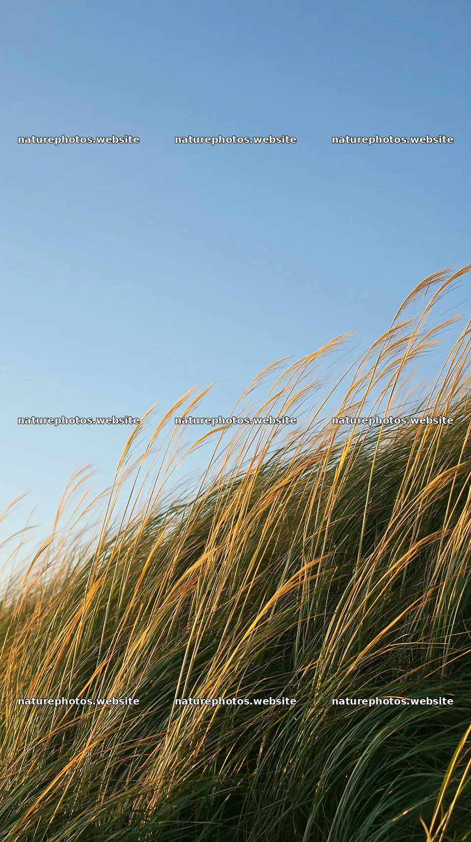 Tottori windy meadow with dune grasses under clear sky – nature photos 5938x10608