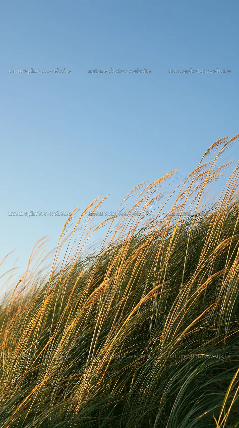 Tottori windy meadow with dune grasses under clear sky – nature photos 5938x10608