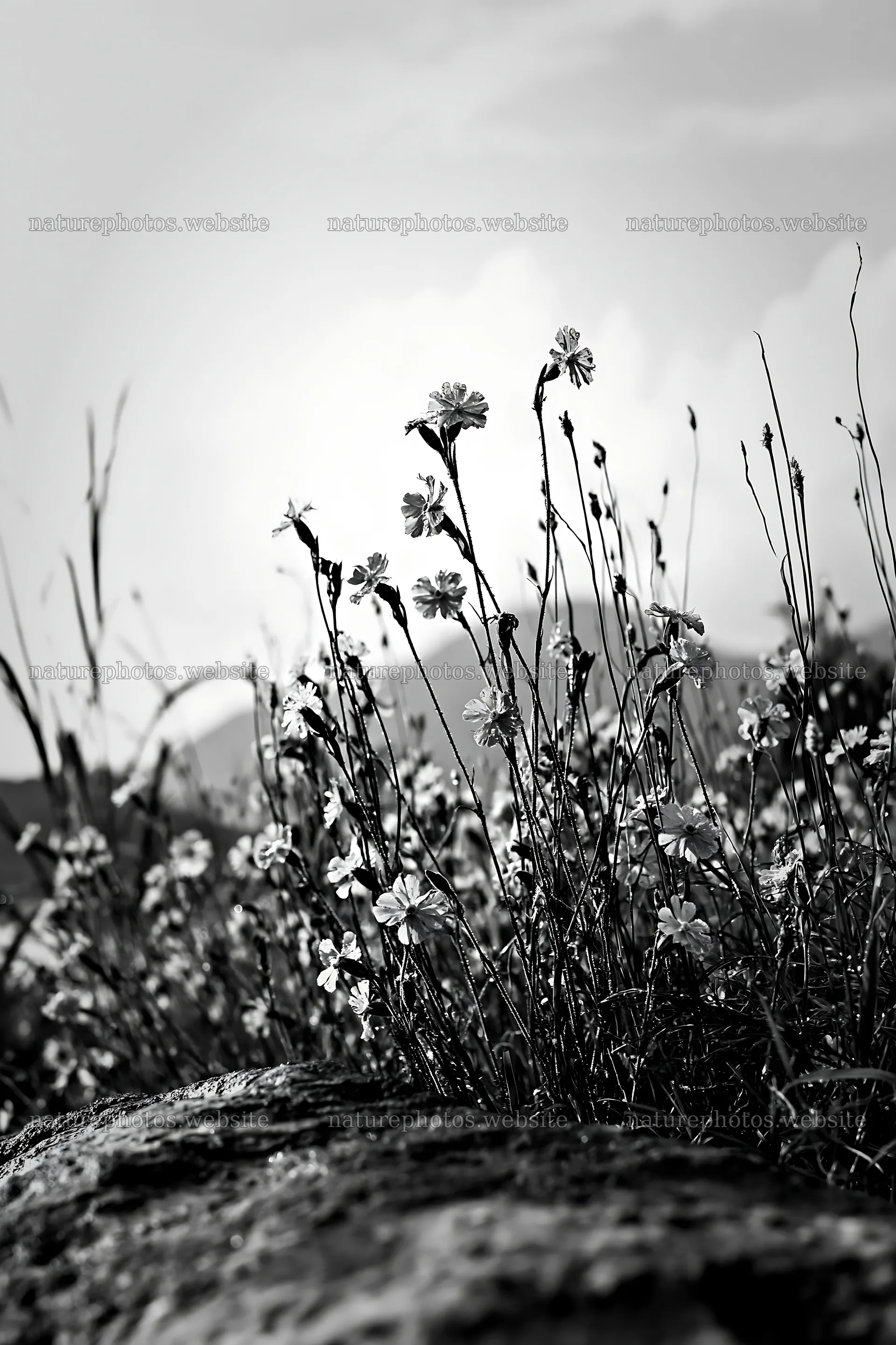 Hiroshima meadow with flowers and smooth rocks on a rainy day – nature photos 6480x9722