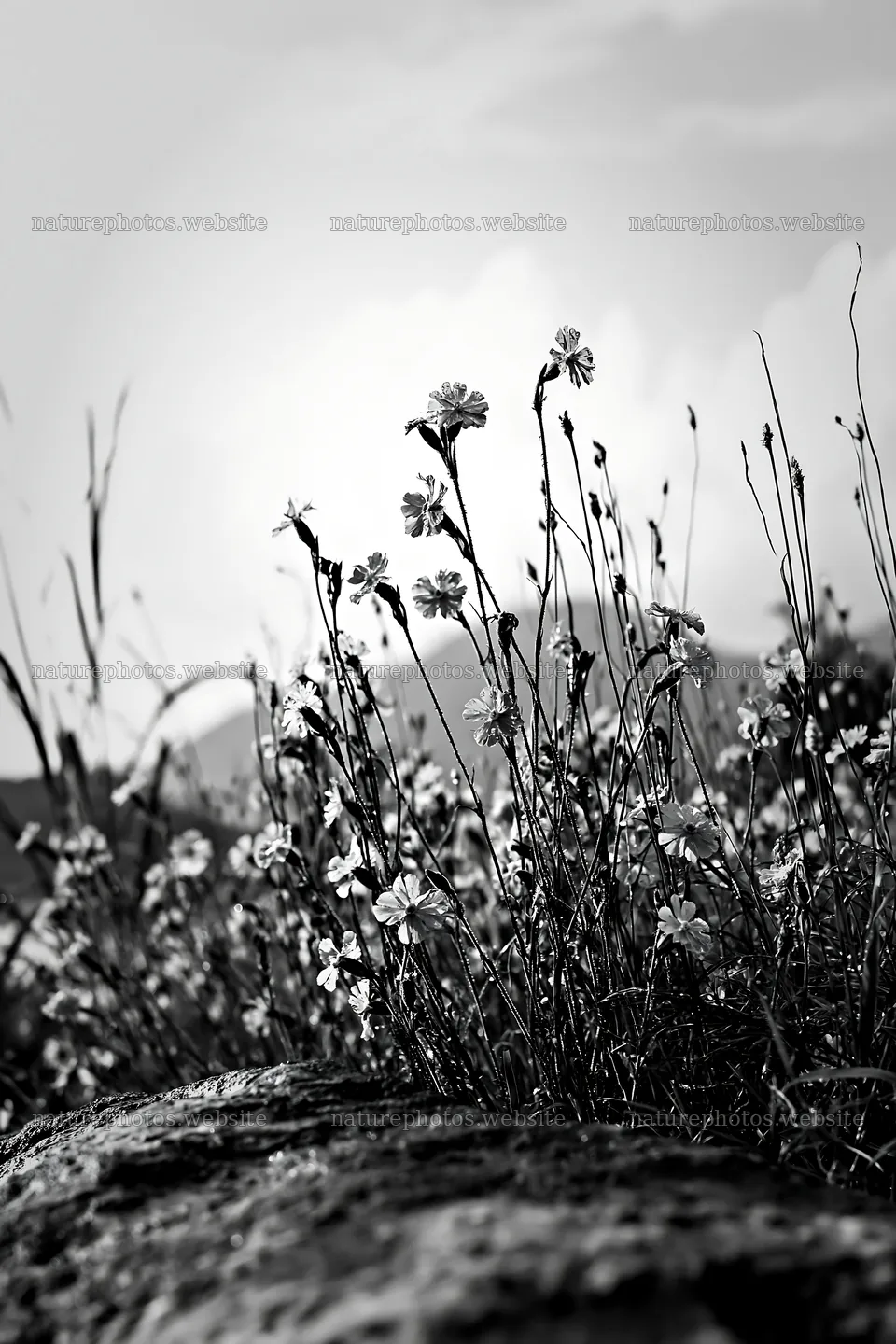 Hiroshima meadow with flowers and smooth rocks on a rainy day – nature photos 6480x9722