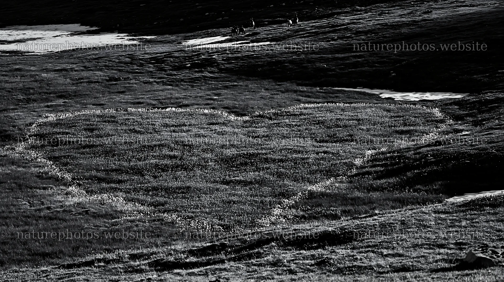 Heart shaped area in a winter meadow in Banff National Park – nature photos 10608x5938