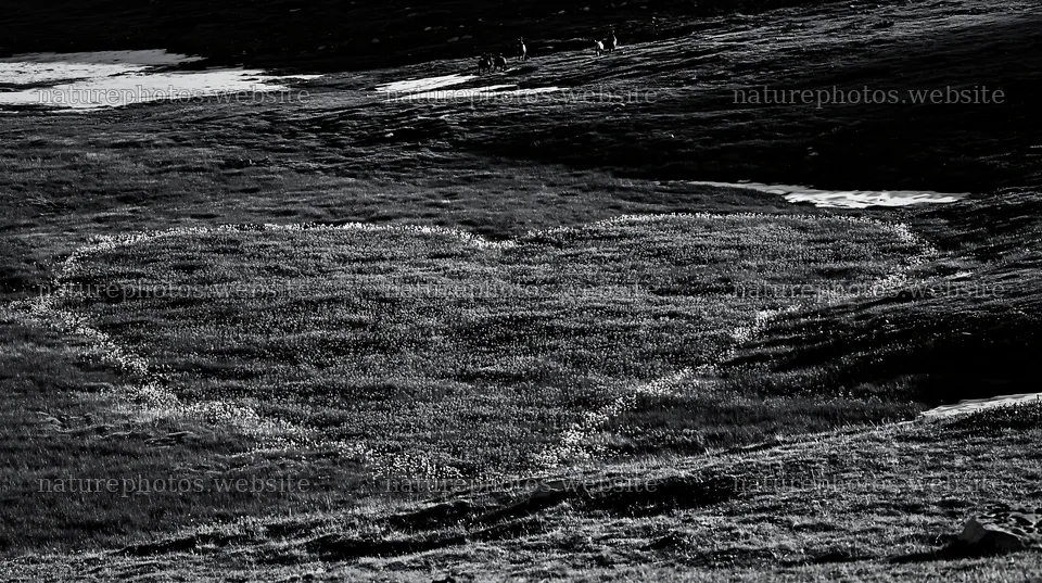 Heart shaped area in a winter meadow in Banff National Park – nature photos 10608x5938