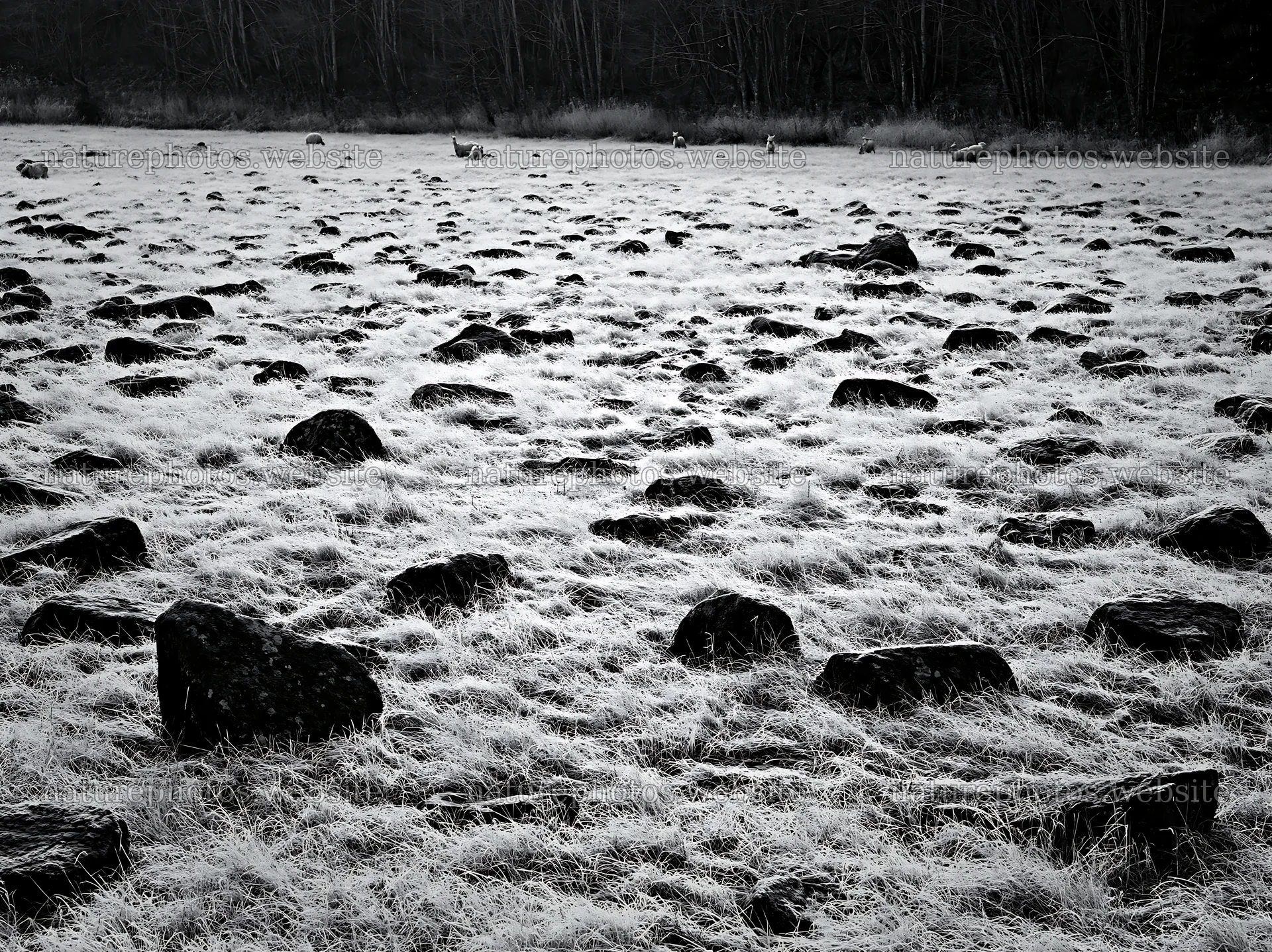Rewilded Akita grass meadow with stones in black and white – nature photos 9174x6866