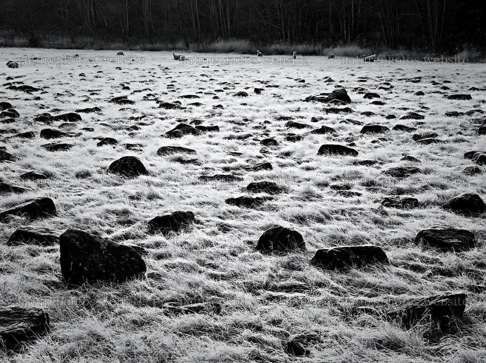 Rewilded Akita grass meadow with stones in black and white – nature photos 9174x6866