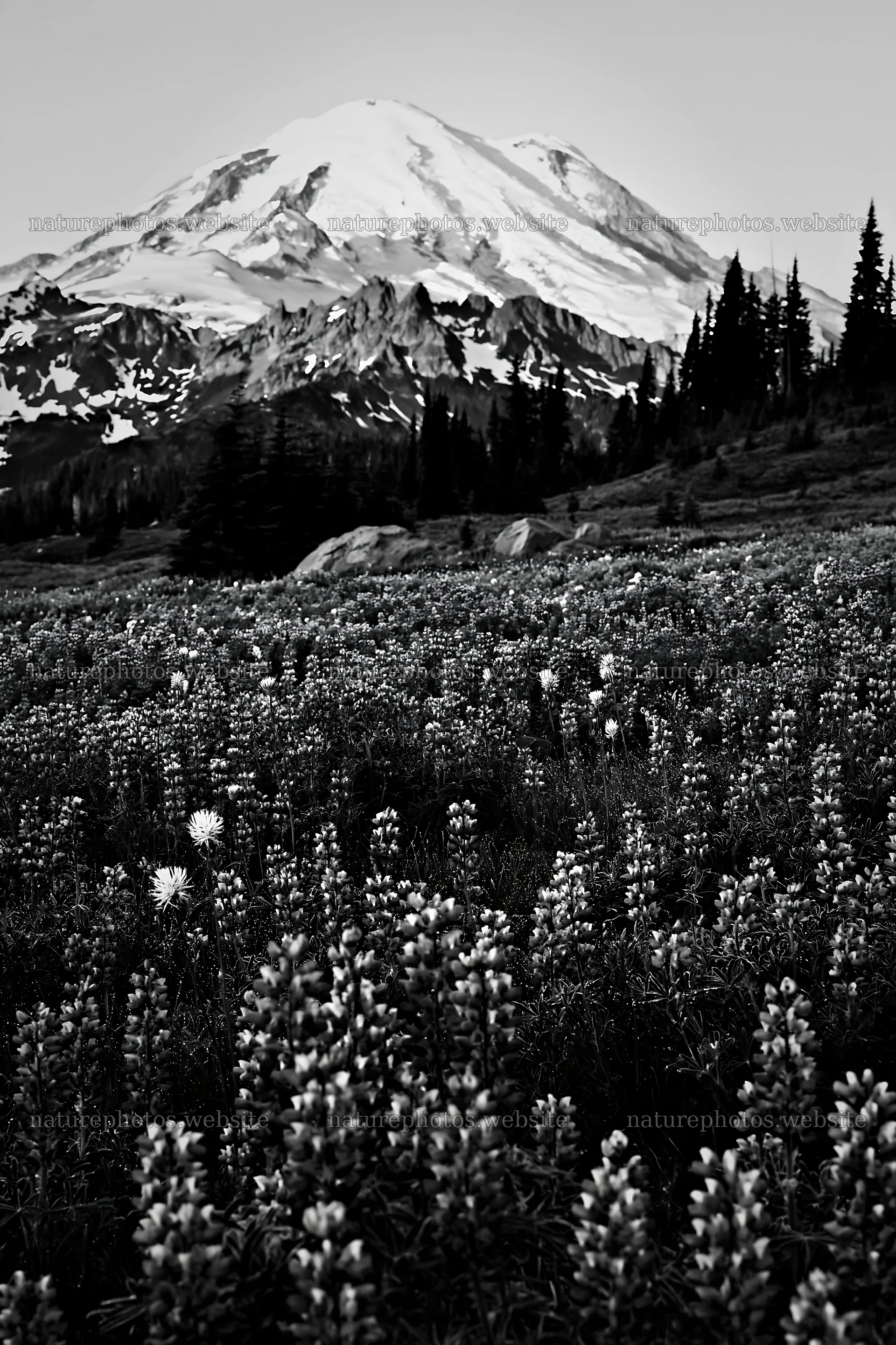 Mount Rainier wildflower meadow at sunrise – nature photos 6480x9722