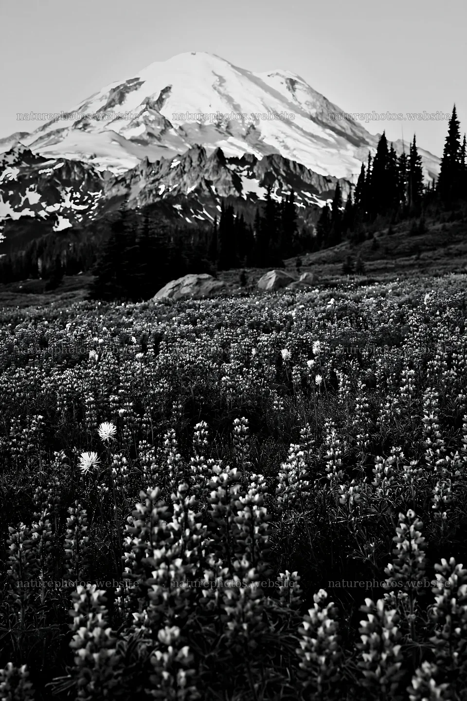 Mount Rainier wildflower meadow at sunrise – nature photos 6480x9722
