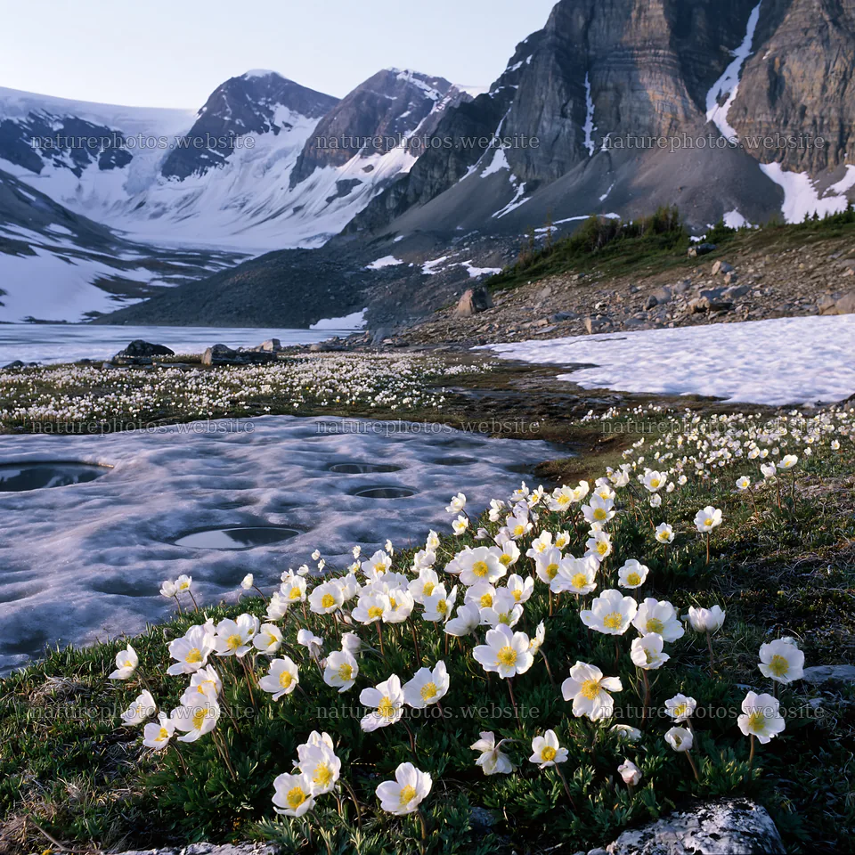 Frozen tarn meadow with flowers and mountains in the background – nature photos 7938x7938