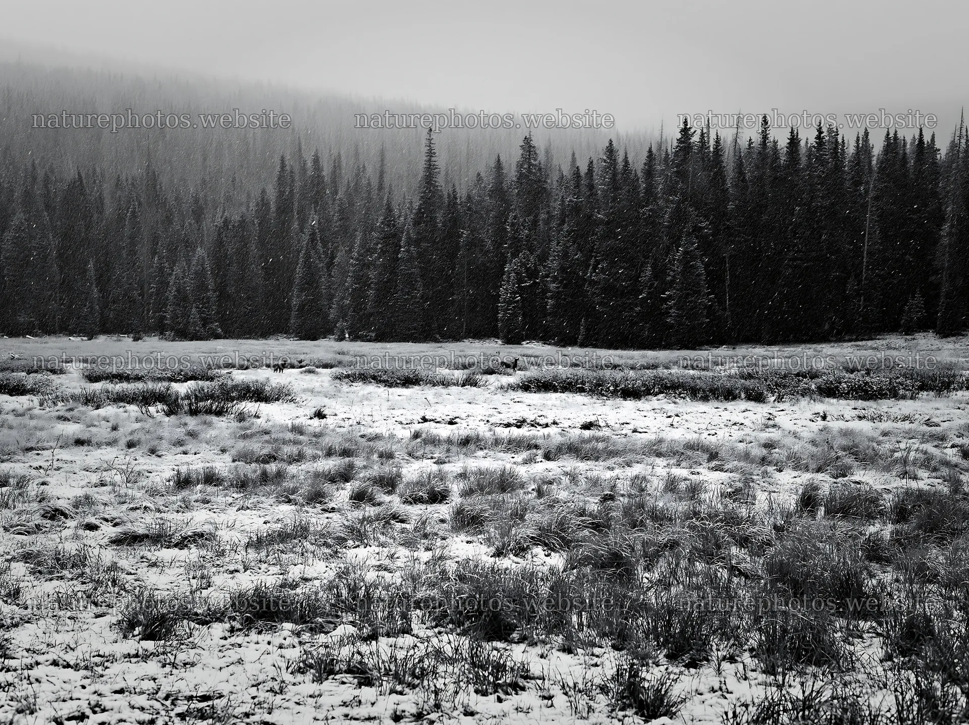 Snowy Rocky Mountain Park meadow in winter weather – nature photos 9174x6866