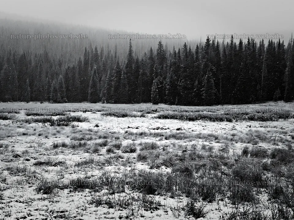 Snowy Rocky Mountain Park meadow in winter weather – nature photos 9174x6866