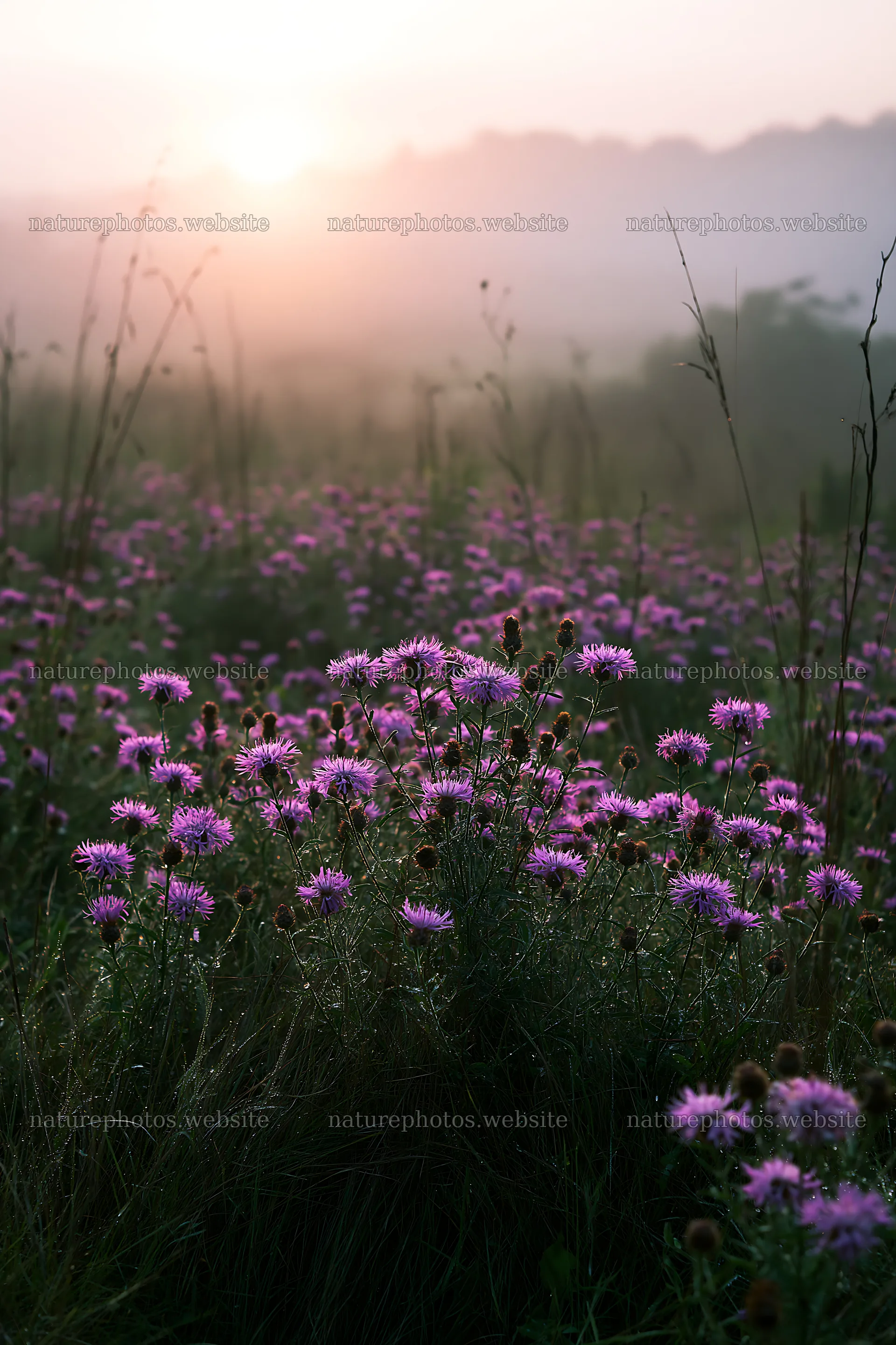 Violet knapweed meadow with flowers under soft morning light – nature photos 6480x9722