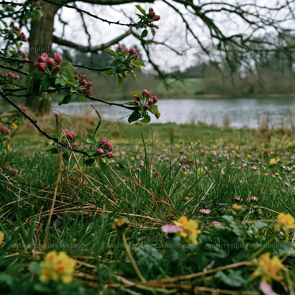 Lakeside orchard meadow with blooming flowers in spring – nature photos 7938x7938