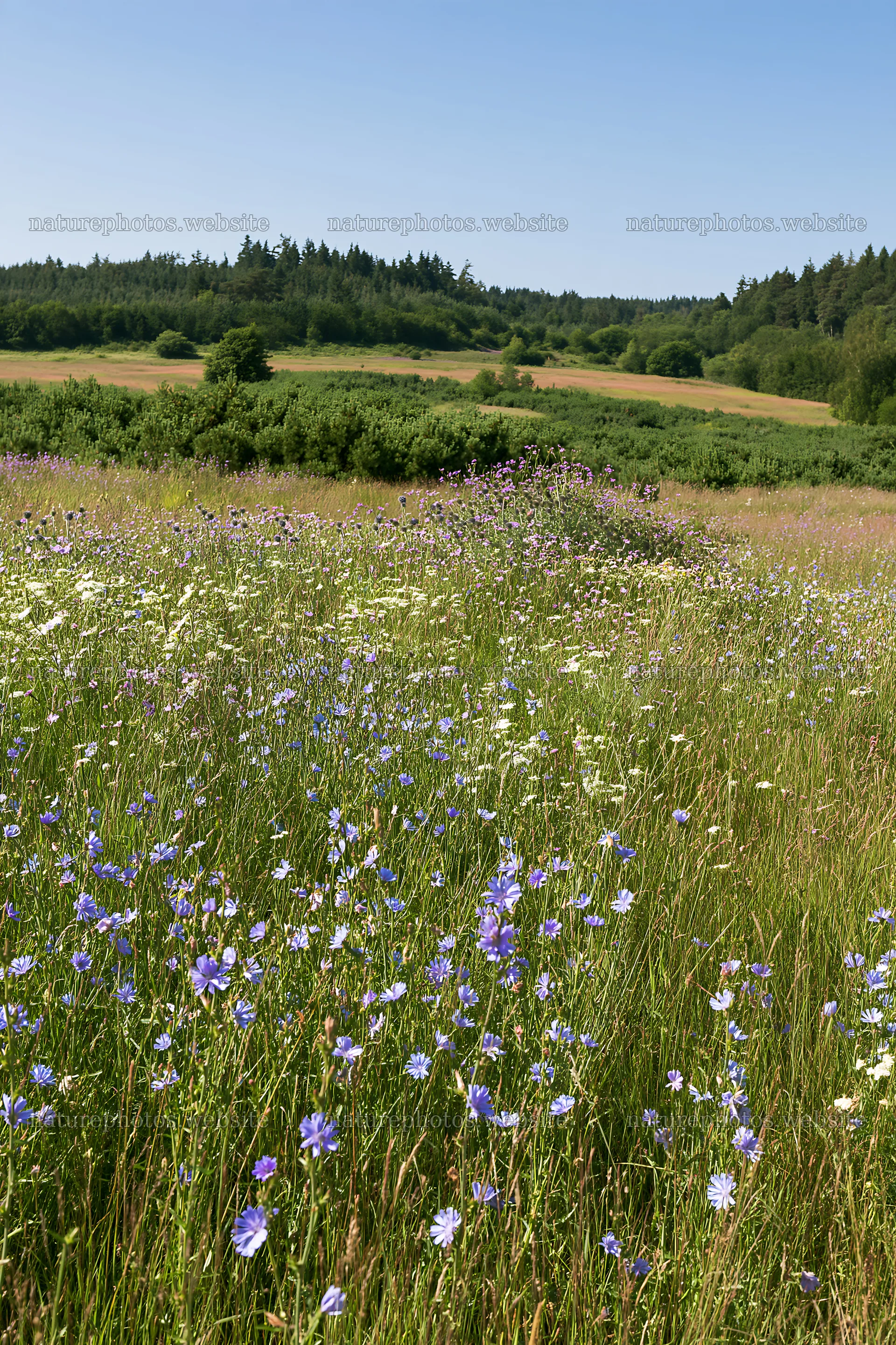 Sainfoin chicory meadow with wildflowers under clear sky – nature photos 6480x9722
